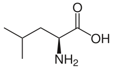 Leucine – The Most Important BCAA and the Ideal Timing