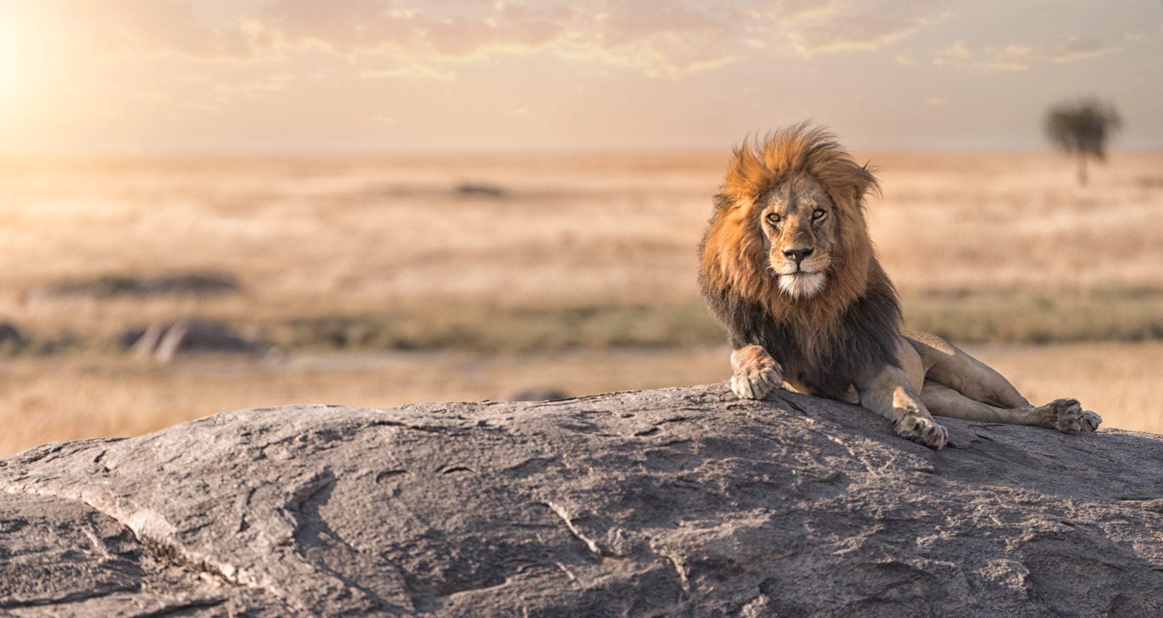 WELCOME TO THE KING OF THE JUNGLE BLOG
